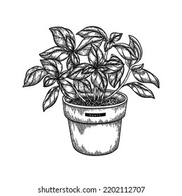 Basil in clay pot vector hand drawn illustration in realistic sketched style.