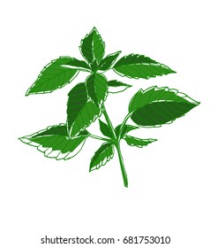 Basil in color hand drawn sketch as design element