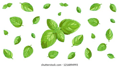 Basil concept horizontal background image with isolated green leaves. Natural fresh taste cooking ingredient. Vegetarian and vegan raw food flavor element.