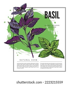 Basil decorative background with square frame, hand drawn sketch vector illustration. Basil aromatic kitchen herb banner for food badge template with square frame.