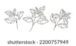 Basil. Different types of branch. Simple contour vector illustration for packaging, corporate identity, labels, postcards, invitations.