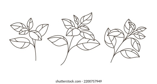 Basil. Different types of branch. Simple contour vector illustration for packaging, corporate identity, labels, postcards, invitations.