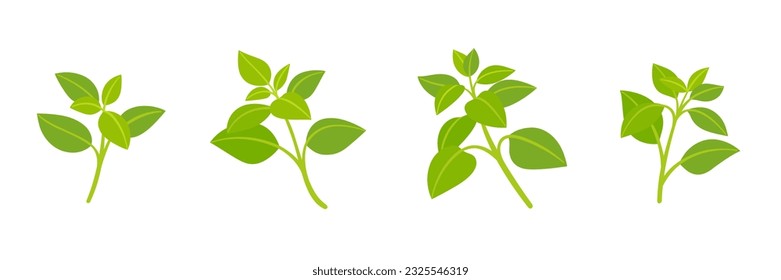 Basil. Different types of branch. Simple contour vector illustration for packaging, corporate identity, labels, postcards, invitations.