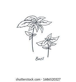 Basil doodle hand drawn illustration. Culinary herbs free hand logo. 