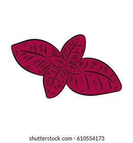 Basil drawing. Isolated on white background. Hand drawn in a graphic style. Detailed vegetarian food. Great for menu, label, poster, print.