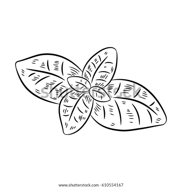 Basil Drawing Isolated On White Background 库存矢量图（免版税）610554167
