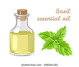 Basil essential oil. Aroma oil in a glass bottle and leaves of fresh green basil isolated on a white background. Vector illustration in cartoon simple flat style.