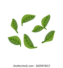Basil in flat style. Ingredients for Italian cuisine. Pieces of traditional greenery for Italian pizza. Vector clipart for culinary book, pizzeria menu and web design.