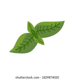 Basil in flat style. Ingredients for Italian cuisine. Pieces of traditional greenery for Italian pizza. Vector clipart for culinary book, pizzeria menu and web design.