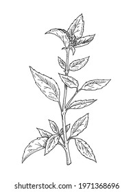 Basil fresh branch with leaves. Vintage hatching vector monochrome black illustration. Isolated on white background. Hand drawn design