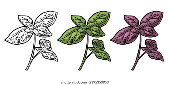 Hojas de albahaca verde y morada. Grabando ilustración vectorial vintage de color. Aislado sobre fondo blanco. Diseño dibujado a mano para etiquetas y afiches