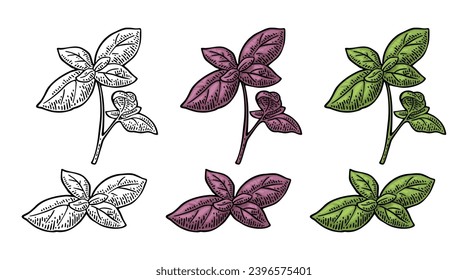 Hojas de albahaca verde y morada. Grabando ilustración vectorial vintage de color. Aislado sobre fondo blanco. Diseño dibujado a mano para etiquetas y afiches