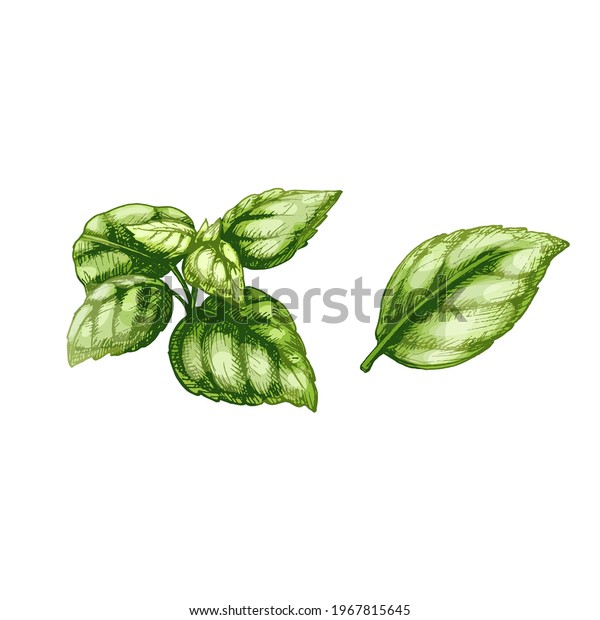 バジルの新鮮な葉 白い背景にビンテージベクターハッチングカラー手描きのイラスト のベクター画像素材 ロイヤリティフリー