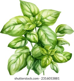 Basil fresh sprig watercolor illustration isolated on white background