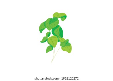 Basil green herb Vector illustration isolated on white background