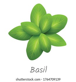 Basil Green Leaf , Basil Leaf, Tulsi Plant, Tulasi