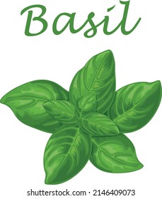 Basil. Green basil leaves. A fragrant plant for seasoning. Vector illustration isolated on a white background