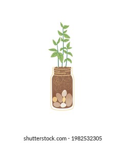 Basil grows in a jar, vector isolated icon. Home balcony seedlings, growing herbs at home, home garden. Gardening element potted plant, growing organic vegetables.
