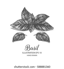 Basil hand drawn illustration by ink and pen sketch. Isolated vector elements design for herb and vegetable products and health care goods.