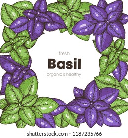 Basil hand drawn illustration. Organic food design template. Colored vector illustration. Healthy food frame. Farm market concept. Basil herb.