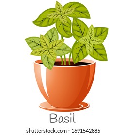 Basil herb in a flower pot. We grow herbs for cooking ourselves.