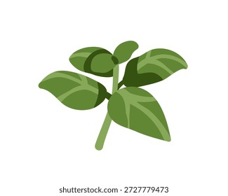 Folhas de manjericão. Folha aromática verde, tempero fresco natural, condimento. Ingrediente alimentar saudável para cozinha italiana, cozinhar. Ilustração de vetor plano isolada no plano de fundo branco
