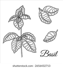Basil Herb Line Art — Hand Drawn Black and White Vector Illustration