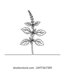 Basil Herb Plant Line Drawing. Line art. Illustration