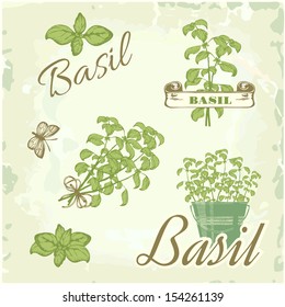 Basil, herb, plant, nature, vintage background, packaging calligraphy