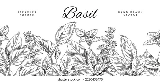 Basil herb seamless border, hand drawn sketch vector illustration on white background. Monochrome banner with basil branches and leaves. Vintage drawing with engraving.