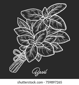 Basil herb spice leaves, a bunch of herbs, hand drawn vector sketch illustration