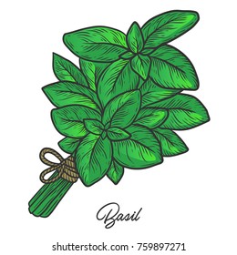 Basil herb spice leaves, a bunch of herbs, hand drawn vector sketch illustration