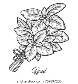 Basil herb spice leaves, a bunch of herbs, hand drawn vector sketch illustration