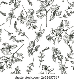 Hierbas de albahaca con ramitas y subgrupos superiores florecientes patrón transparente de Vector de contorno blanco y negro. Hierbas de jardín verde, plantas de albahaca dibujadas a mano repiten el fondo para el embalaje, y la impresión botánica.