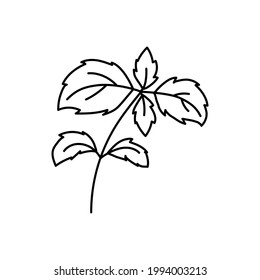 hierbas de albahaca. Esbozo vegetal. Icono de contorno simple delgado. Vector de línea de contorno negro. Dibujo a mano de Doodle