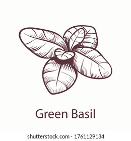 Basilikum-Symbol. Botanische, handgezeichnete Skizze für Etiketten und Verpackungen Restaurant- oder Café-Menü im Gravur-Stil, Kochsymbol, Vektor-isoliertes Element