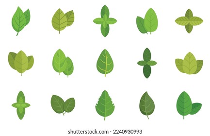 Basil icons set flat vector. Agriculture aroma leaf. Basil healthcare isolated