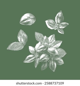 Basil illustration, hand drawn on a green background.