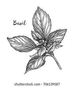 Basil ink sketch isolated on white background. Hand drawn vector illustration. Retro style.