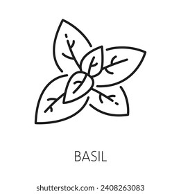 Icono del contorno de hierba de cocina aislado de basil. Plantas de aroma vectorial, sazonamiento aromático sagrado basilicum, gran hierba culinaria de albahaca, planta perenne