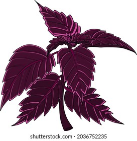 Basil isolated on a white background. Basil, fragrance seasoning. Hand drawn vector illustration. Colored illustration
