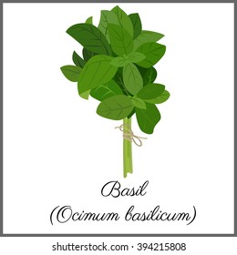 Basil isolated on white top view