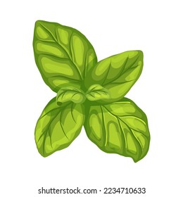 caricatura de basil leaf. hierba verde, vista fresca, hojas de especias, planta alimenticia superior, ensalada italiana, ilustración vectorial de hoja de albahaca