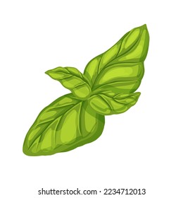 basil leaf green cartoon. herb fresh, plant organic, aromatic nature, healthy,natural, spice herbal, leaves italian basil leaf green vector illustration
