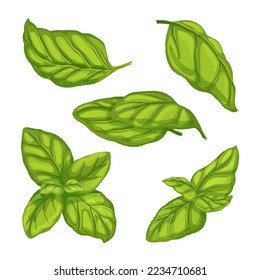 caricatura sobre el conjunto de hierbas verdes de hojas de albahaca. especias frescas, hojas alimentos, vegetales vegetales, hierbas, ensalada, productos orgánicos italianos, hojas de albahaca sazonadas, ilustración vectorial de hierba verde