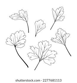basil leaf hand drawn illustration design. basil garden vector