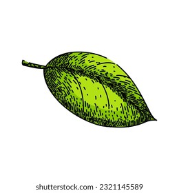 basil leaf herb food hand drawn. fresh spice, green plant, leaves vegetable, view salad, sweet italian basil leaf herb food vector sketch. isolated color illustration