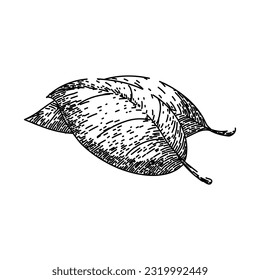 basil leaf herb plant hand drawn. fresh spice, green food, leaves vegetable, view salad, sweet italian basil leaf herb plant vector sketch. isolated black illustration