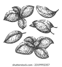 hierba de hojas de albahaca dibujada a mano. especias frescas, plantas verdes, cubiertos, verduras vistas, boceto vectorial de hierba de albahaca dulce de ensalada. ilustración negra aislada