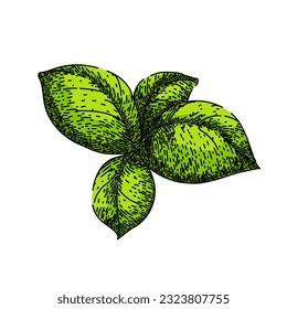 basil leaf herb spice hand drawn. fresh green, plant food, leaves vegetable, view salad, sweet italian basil leaf herb spice vector sketch. isolated color illustration